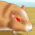 Hjælper en hamster med et lukket øje