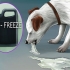 Få en hund til at kaste op