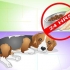 Hvordan man helbreder en hund for mavepine
