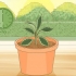 Pleje af en hoya-plante