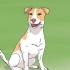 Valg af en jack russell hvalp