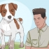 At holde en jack russell terrier glad