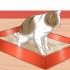 At give en kat et lavement derhjemme