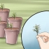 Deler en lavendelplante