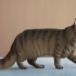 Identifikation af en maine coon