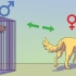 At berolige en hanhund, når en hun er brunst