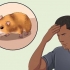 Fange en undsluppen hamster