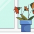 Redder en overgødet plante
