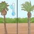 Plant et palmetræ