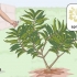 Beskæring af en plumeria