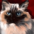 Genkend en ragdoll