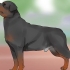 Identifikation af en rottweiler