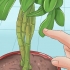Beskæring af en schefflera-plante