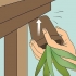 Genopliver en døende aloe vera-plante