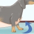 Holder en gravhund korrekt