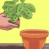 Pleje af en ti buds plante