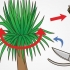 Beskæring af en yucca