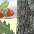Identificer egeblad