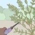 Opbevaring af eucalyptus