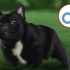 Opdrætter franske bulldogs