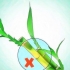 Dyrker lucky bamboo