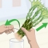 Formering af lucky bamboo