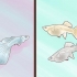 Opdræt af guppyer
