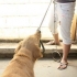 Styr din hunds adfærd ved at blive flokleder