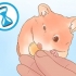Bestemmelse af køn på din hamster