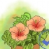 Dyrkning af hibiscus udendørs
