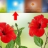 Formering af hibiscus