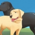 At lade hunde parre sig