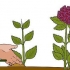 Dyrkning af hortensia fra stiklinger