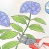 Klip hortensia blomster