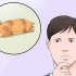 Grib ind, hvis din hamster ikke bevæger sig