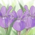 Voksende iris