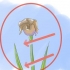 Pasning af iris, når blomsterne dør