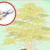Beskæring af japansk ahorn