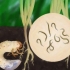 Bekæmpelse af japanske biller