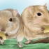 Gør din gerbil glad
