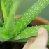 Pas på dit hår med aloe vera