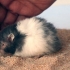 At bade din hamster