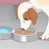 Behandling af din hund
