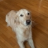 Lær din hund at rulle
