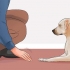 Lær din hund at ligge død på kommando