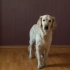 Lær din hund at sidde