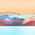 Træning af din latissimus dorsi