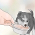 Træning og pasning af din nye siberian husky-hvalp
