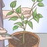 Beskæring af din peberfrugtplante