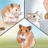 Pas på din syge hamster